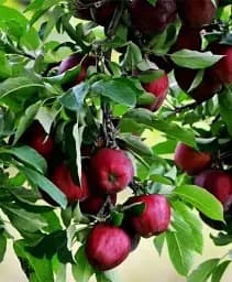 Саджанець Agro-Market Яблуня красномясая Редлов (Redlov) (преміальний соковитий сорт) 1 шт. в упаковці (21353)