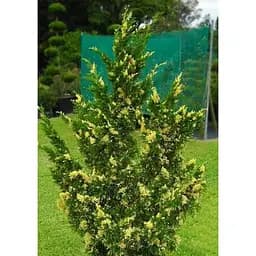 Саджанець Agro-Market Ялівець китайський Stricta Variegata вазон С1,5 висота 15-25 см 1 шт. в упаковці (102150) - мініатюра 2