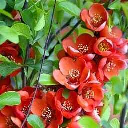 Саджанець Agro-Market Хеномелес (Айва японська) Red Joy (48330)