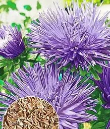 Семена Весна Астра Гигантские лучи сиреневая 0.2 г (49714)