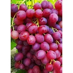 Саджанець Agro-Market Виноград Велес (кишмиш, ранній термін дозрівання, грона дуже великі, вагою до 1500 г) 1 шт. в упаковці (19805)