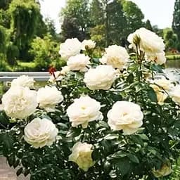 Троянда штамбова Agro-Market O'Hara саджанець класу АА+ вищий сорт 1 шт. в упаковці (111992)