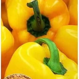 Насіння Весна на вагу Перець Богдан ціна за 1 г (35720)