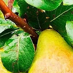 Саджанець Agro-Market Груша Рікс укорінена в контейнері (саджанець 2 роки) (153292)