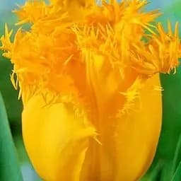 Тюльпан "Hamilton" 3 шт (17137)