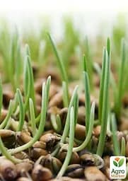 Насіння Agro-Market Мікрозелень гірчиця у банці 20 г (45207) - мініатюра 3