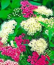 Саженец Agro-Market Спирея японская 2-х летняя Shirobana вазон С2 высота 20-40 см (176824) 1 шт. в упаковке