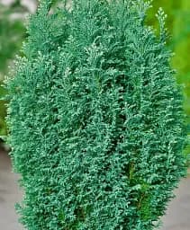 Саджанець Agro-Market Кипарисовик Snow White висота 35-45 см 1 шт. в упаковці (175871)