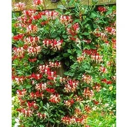 Жимолость "Serotina" (декоративная плетистая) С2 высота 50-90см (185348) 1 саженец