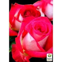 Троянда чайно-гібридна Agro-Market Ранок Парижа саджанець класу АА+ вищий сорт 1 шт. в упаковці (20988) - мініатюра 2