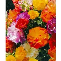 Эшшольция "Махрова" (Зипер) Весна 1г (22906)