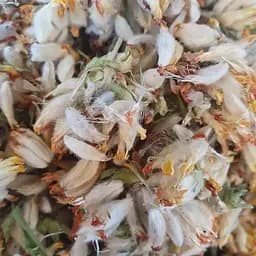 100 г язвенник/Антиллис/Зольник цвет- свежий урожай