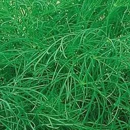 Насіння Agro-Market Кріп Супердукат у банці 400 г (116003)