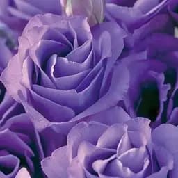 Еустома махрова "Croma Lavender" укорінена в контейнері Р9 (50468) 1 саженец