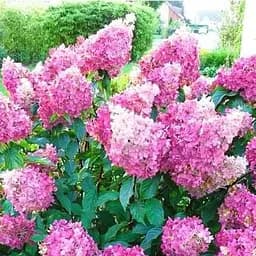 Саджанець Agro-Market Гортензія волотиста біло-рожева Таємнича краса (Mystery Beauty) (красиво квітучий сорт) (103406)