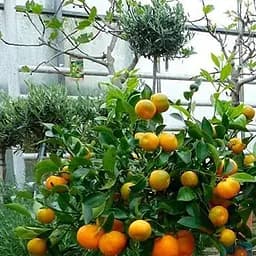 Саджанець Agro-Market Каламондін на штамбі з плодом 4-х річний Sentinel (35-45 см) (152960) 1 шт. в упаковці (кімнатний)