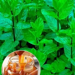 Мята Карамельная "Mentha Caramel" (186523) (Корневище) 1 саженец в упаковке