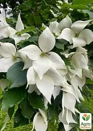 Саджанець Agro-Market Дерен Коуза (Cornus kousa) Кизил Японський (101875) - мініатюра 2