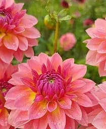 Клубень Agro-Market Георгина Garden Desire бордюрная 1 шт. в упаковке (176020)