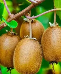 Саджанець Agro-Market Ківі Аллісон (високоурожайний сорт) 1 шт. в упаковці (102132)