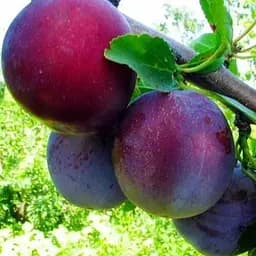 Саженец Agro-Market Слива Кабардинка (осенний сорт, поздний срок созревания) (36530) 1 шт. в упаковке