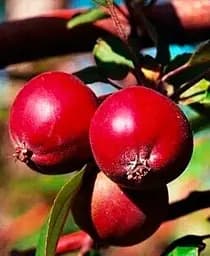 Саджанець Agro-Market Яблуня Недзвецького (райське яблучко) (осінній сорт, середній термін дозрівання) (40026) 1 шт. в упаковці