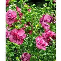 Гибискус сирийский "Magenta Chiffon" С2 высота 45-70 см (62132) 1 саженец