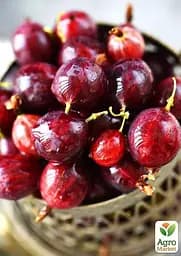 Аґрус на штамбі Agro-Market "Сенатор" (середній термін дозрівання) (44847) 1 саджанець в упаковці - мініатюра 3