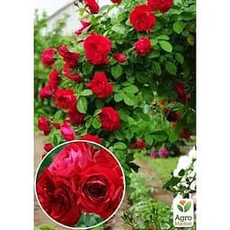 Троянда плетиста Agro-Market Захід сонця Sunset саджанець класу АА+ вищий сорт 1 шт. в упаковці (15910) - мініатюра 2