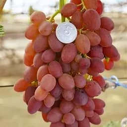 Саджанець Agro-Market Виноград Джин (кишміш, надранній термін дозрівання) 1 шт. в пакуванні (101864)