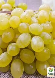 Саджанець Agro-Market Виноград Первозванний (ранній термін дозрівання, стійкий сорт не сприйнятливий до хвороб) 1 шт. в пакуванні (25525) - мініатюра 3