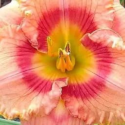 Лилейник "Wild Mustang" 1 шт (40996)