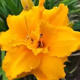 Лилейник "Condilla" 1 шт (36176)