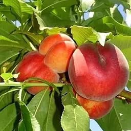 Саджанець Agro-Market Персик Сан Хрест (літній срот, середній термін дозрівання) (25763) 1 шт. в упаковці