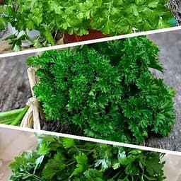 Петрушка "Суміш кращих популярних сортів" ТМ "Весна"  10г (45526)