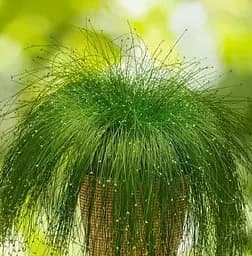 Саджанець Agro-Market Ізоліпис Live Wire (71982) 1 шт. в упаковці