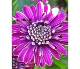 Саженец Agro-Market Остеоспермум махровый Pasodoble Sergio (контейнер №10 высота 10-20 см) (80270) 1 шт. в упаковке
