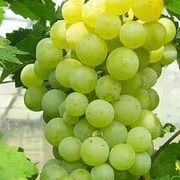 Саджанець Agro-Market Виноград Квітковий (винний сорт, пізній термін дозрівання, неповторний мускатний присмак) 1 шт. в пакуванні (101849)