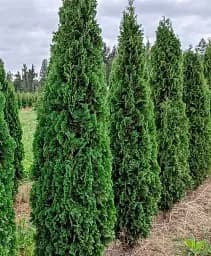 Саджанець Agro-Market Туя західна Holmstrup С3 висота 30-40 см 1 шт. в упаковці (176844)