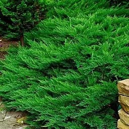 Ялівець козацький "Tamariscifolia" (ком/сітка) діаметр 110-130 см (188432) 1 саджанець