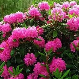 Рододендрон Agro-Market Haaga 1 саженец в упаковке (45694)