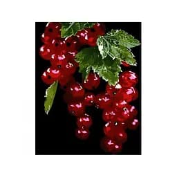 Картина за номерами на чорному фоні Strateg Червона смородина 40х50 см