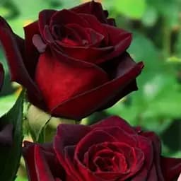 Троянда чайно-гібридна Agro-Market Блек Б'юті саджанець класу АА+ вищий сорт 1 шт. в упаковці (35996)