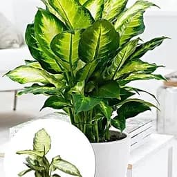 Дифенбахия (Dieffenbachia) Agro-Market Camilla высота 30-50 см (185443) 1 саженец в упаковке комнатный