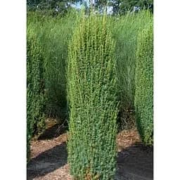 Саджанець Agro-Market Ялівець звичайний Hibernica (ком/сітка) висота 160-170 см 1 шт. в упаковці (184176)