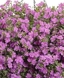 Бакопа Agro-Market Mega Copa Pink Ампельна 1 саджанець в упаковці