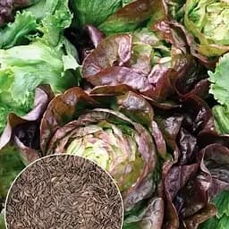 Семена Agro-Market Салат Трюфель на вес цена за 5 г (178090)