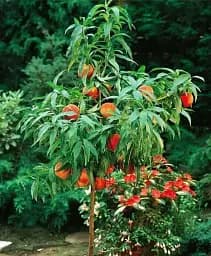 Саджанець Agro-Market Персик колоновидний жовтий з темно-червоним рум'янцем Успішний Джош (Successful Josh) (преміальний високоврожайний середньостиглий сорт) 1 шт. в упаковці (45789)