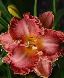 Саженец Agro-Market Лилейник Short Skirt 1 шт. в упаковке (181046)