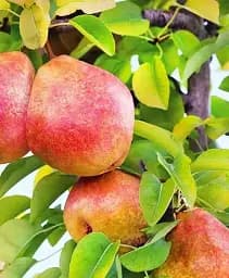 Саджанець Agro-Market Груша Китайський Ліхтарик (зимовий сорт, пізній термін дозрівання) 1 шт. в упаковці (177710)